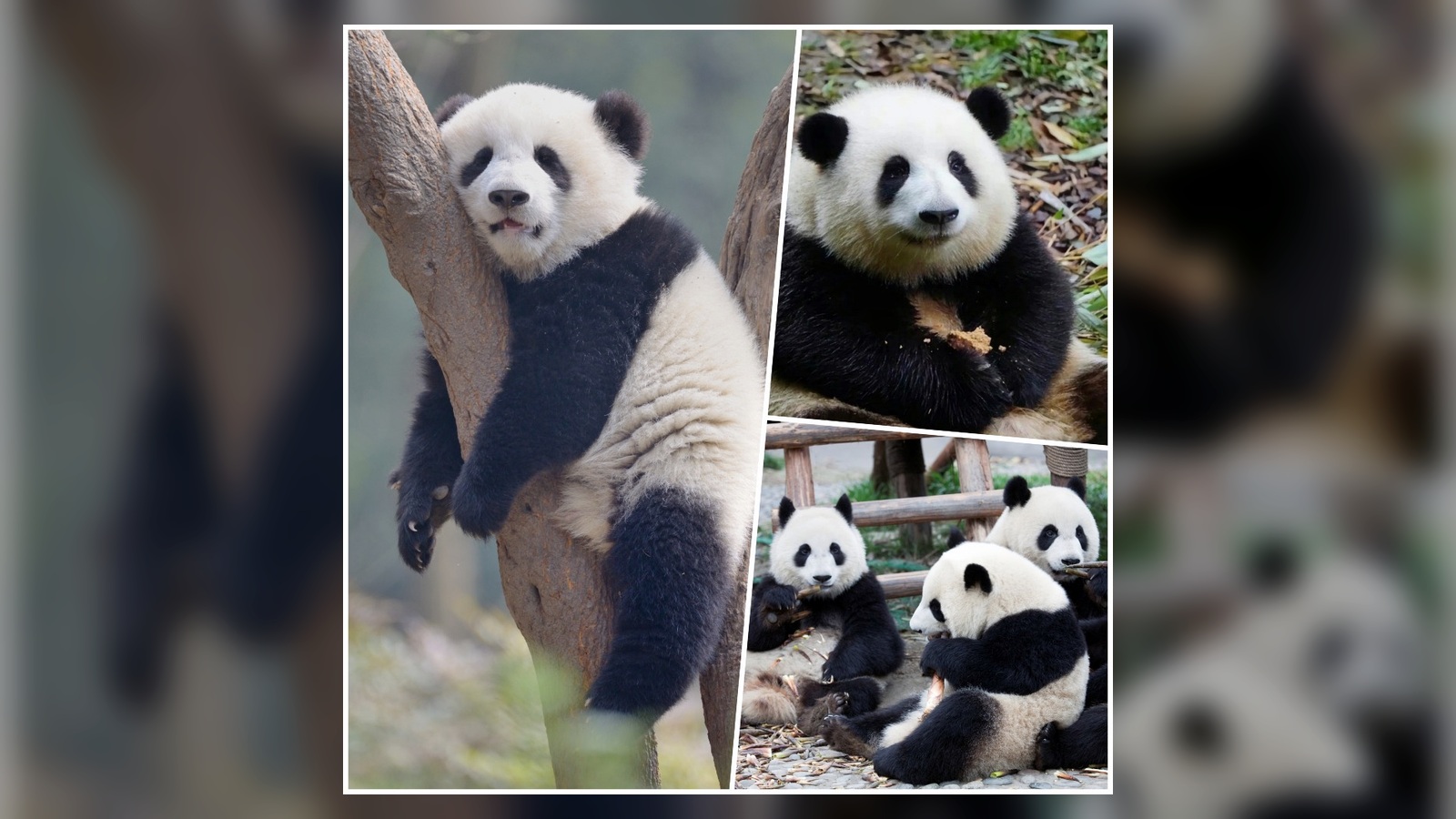 Pandas in Chengdu on our Hainan and Sichuan tour