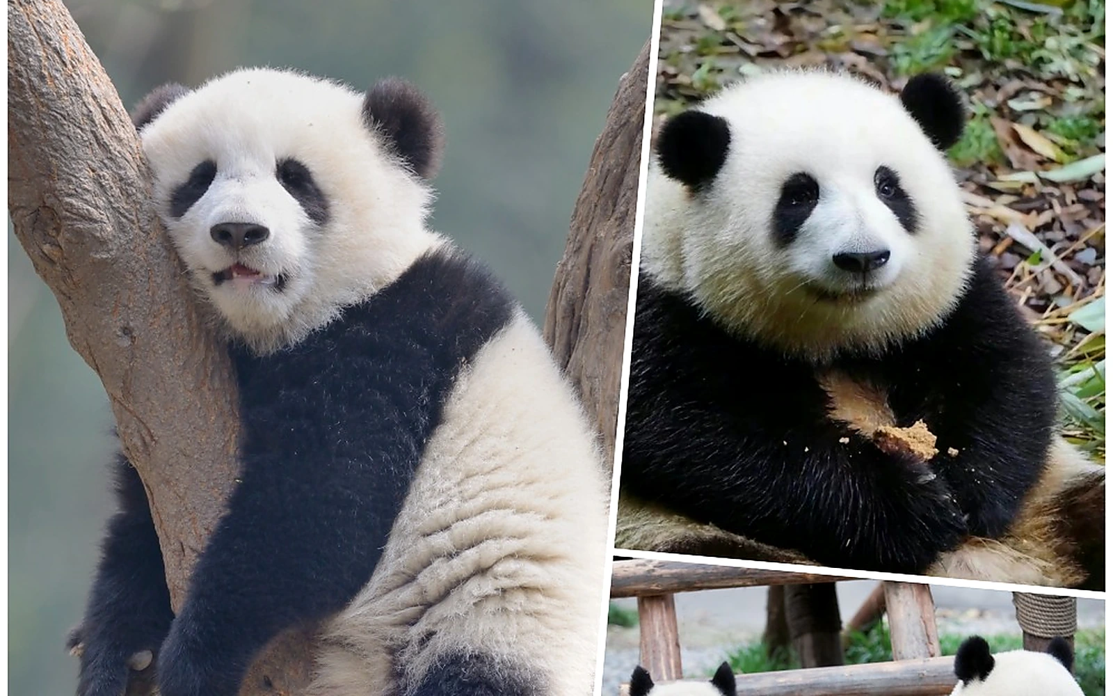 Giant pandas in Chengdu